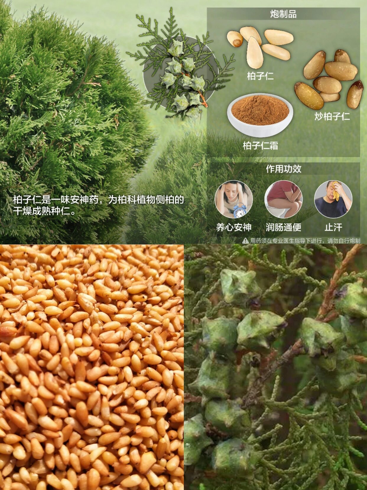 侧柏种子图片