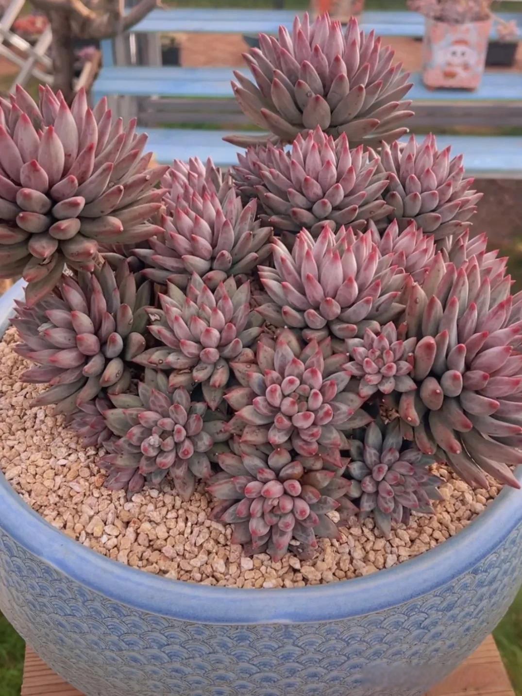 198000的虞美人 大家欣赏欣赏来 这种高货一般都是