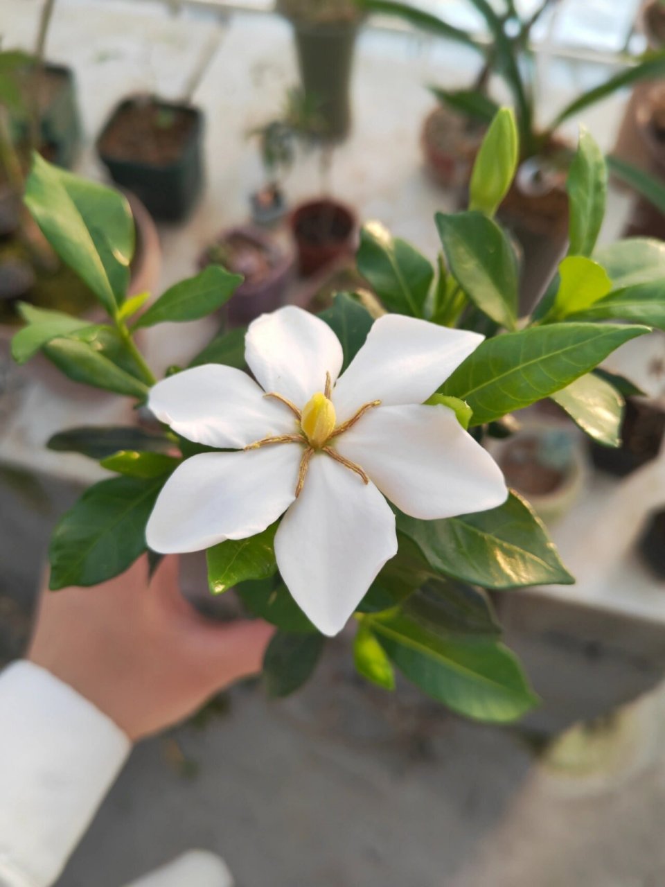 达摩栀子花之一寸法师 栀子花开花啦94 #栀子花开# #栀子花##达摩