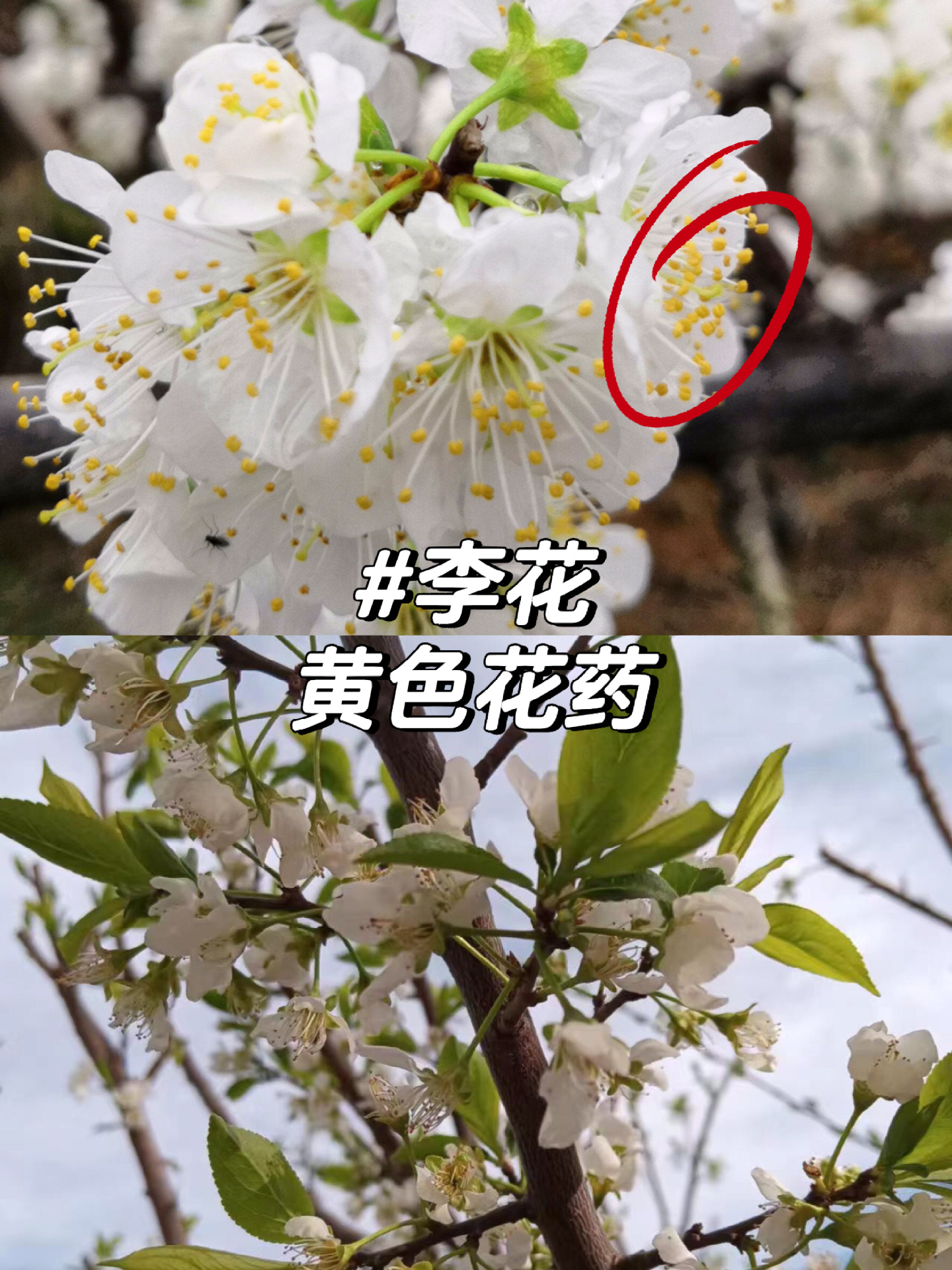 红叶李花和樱花的区别图片