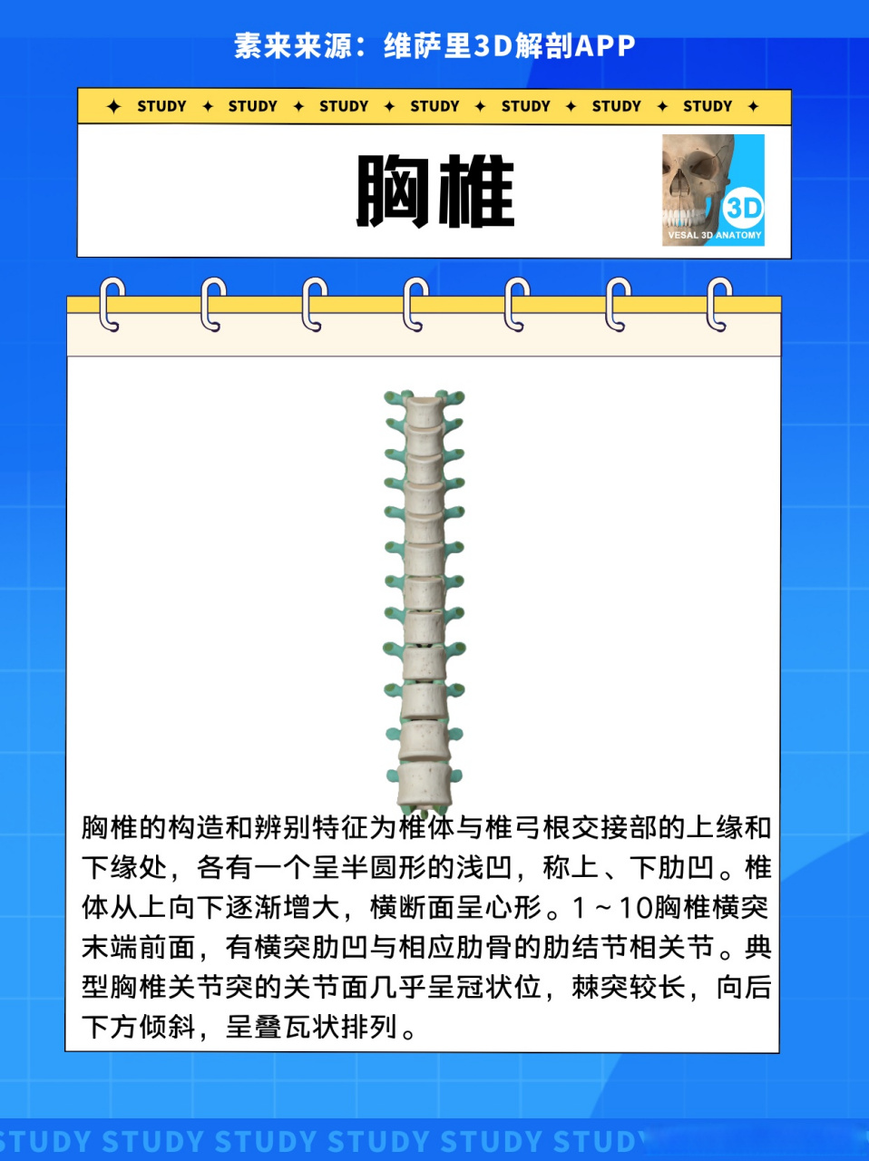 锥体和椎弓图片