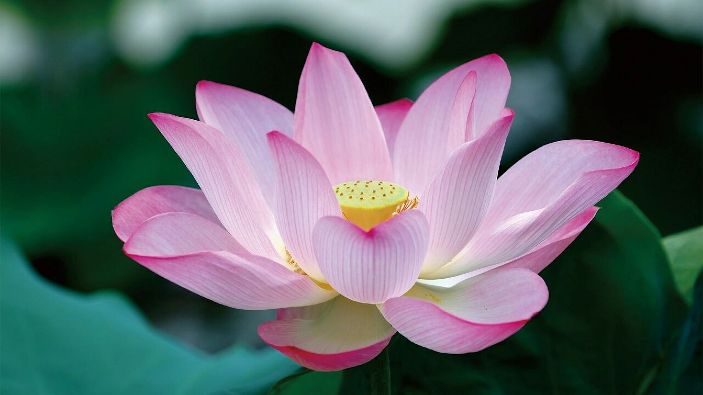 高清莲花壁纸|背景图|好运莲莲|朋友圈美学 98看到