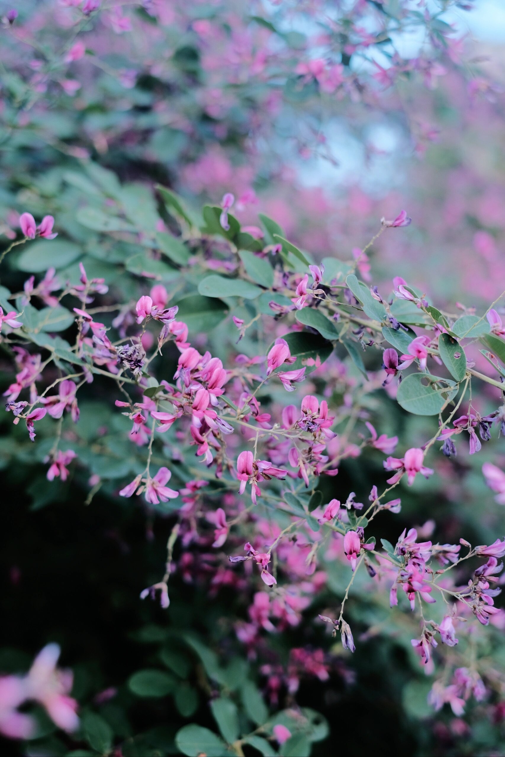 福州植物 | 胡枝子 知道鹤林公园有胡枝子后,特地跑去看了眼.