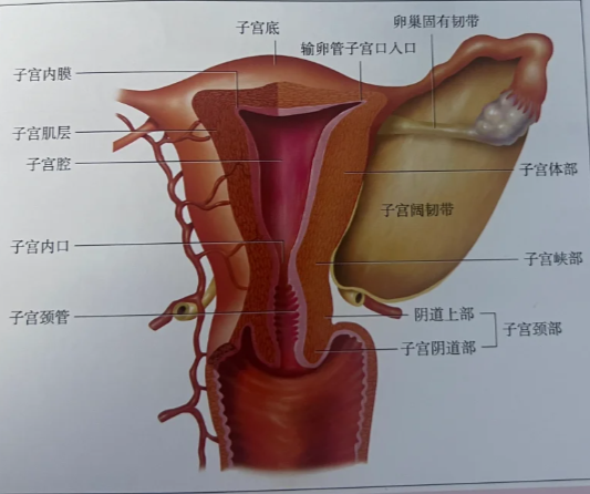 子宫位置最常见的是前位,主要靠子宫圆韧带,子宫主韧带这些结构固定