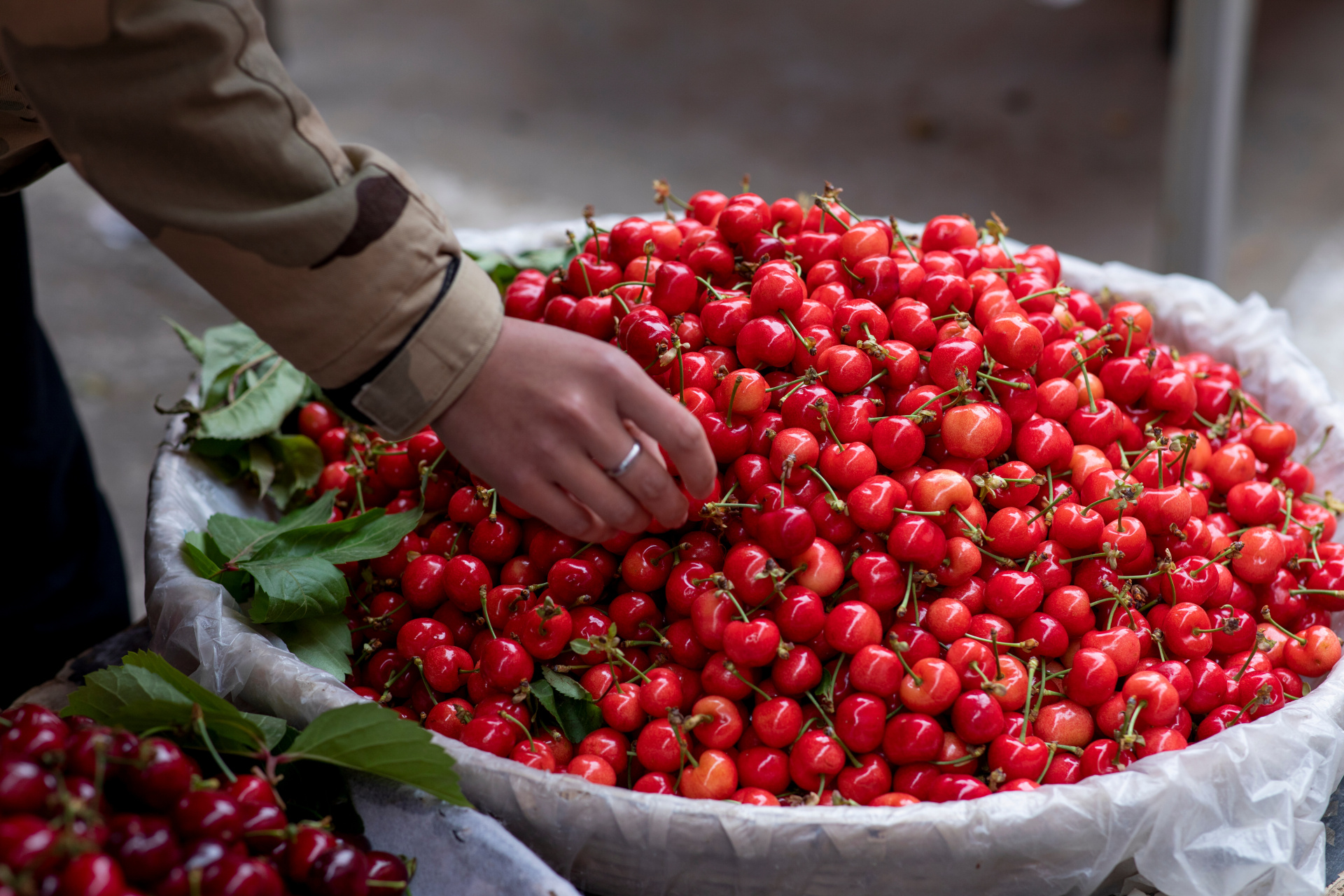 评论里抽十位朋友,每人三斤甘肃天水樱桃,包邮[爱你][心][心][心]