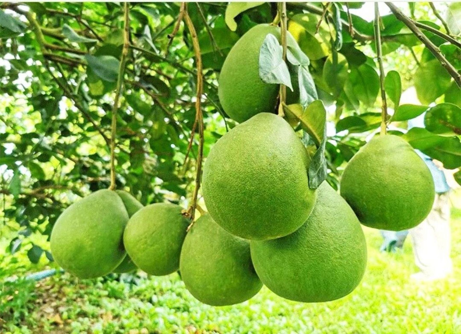 泰国翡翠金柚文案 【泰国翡翠金柚】 集颜值,营养,美味为一身的翡翠柚
