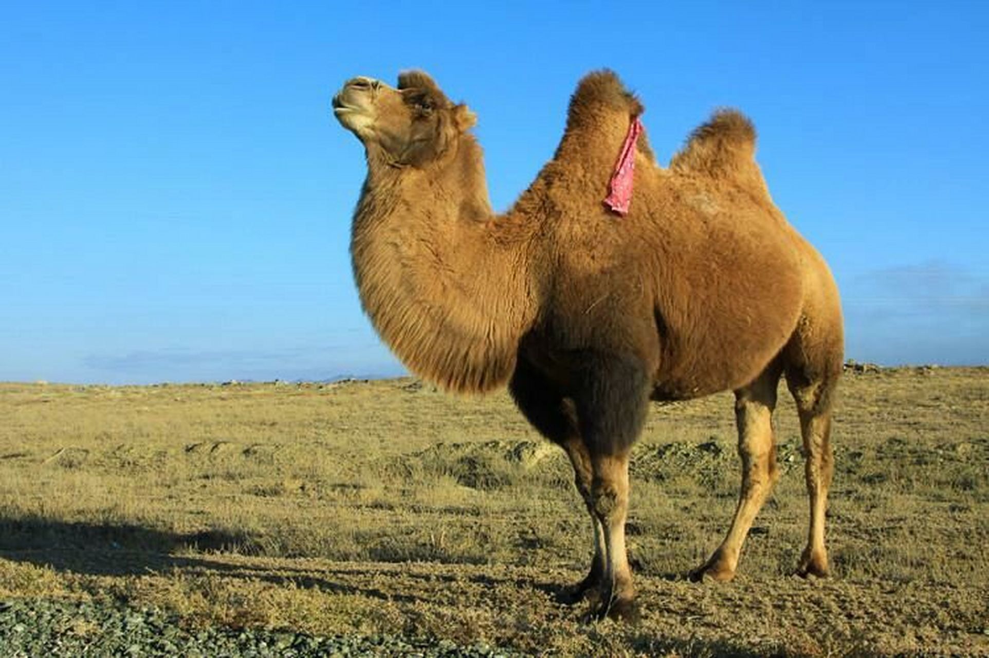 骆驼科普∣骆驼的生命力顽强到你不敢想象!