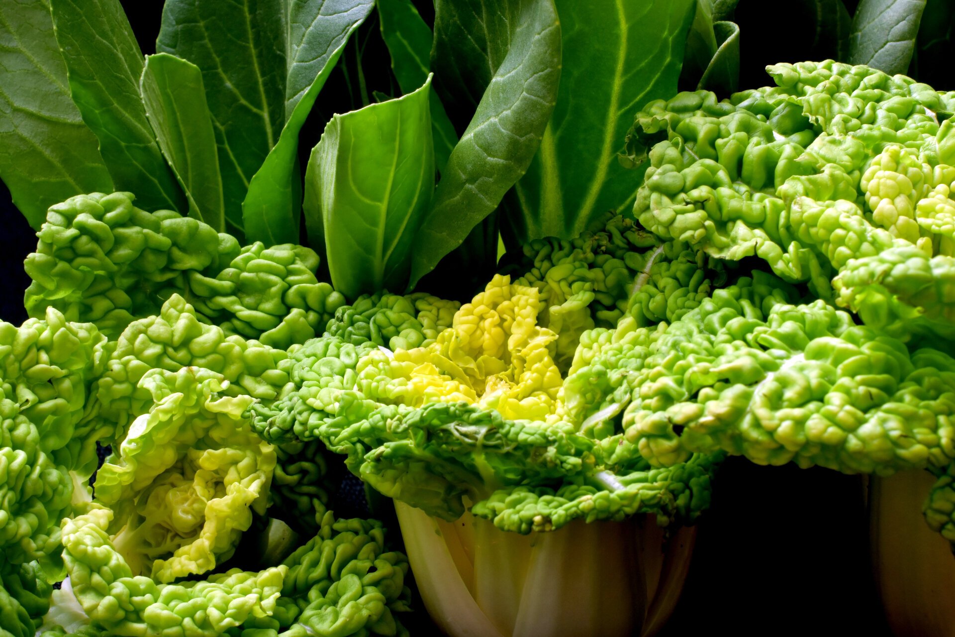 卷窝菜 十字花科  芸薹属,又名黄心菜,冬白菜,菊花心,在豫南信阳有