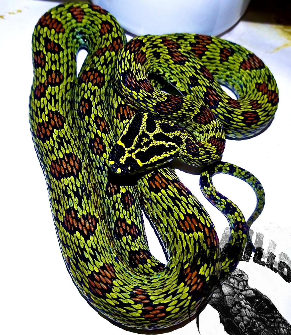 菜花原矛头蝮 (protobothrops jerdonii) 选育了这么久的川鄂,真的太