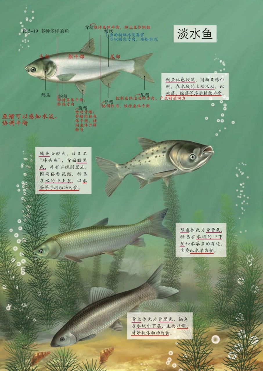 🦑人教八上生物|第一章 第四节 鱼🐟 鱼游泳时的动力来自躯干部和