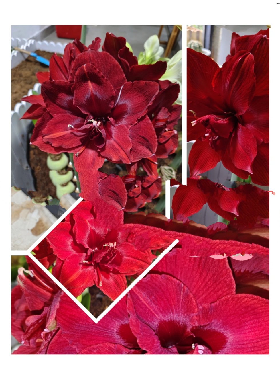 朱顶红蒂卡女王94赏析-朱顶红品种特征  蒂卡女王作为2022年新引进