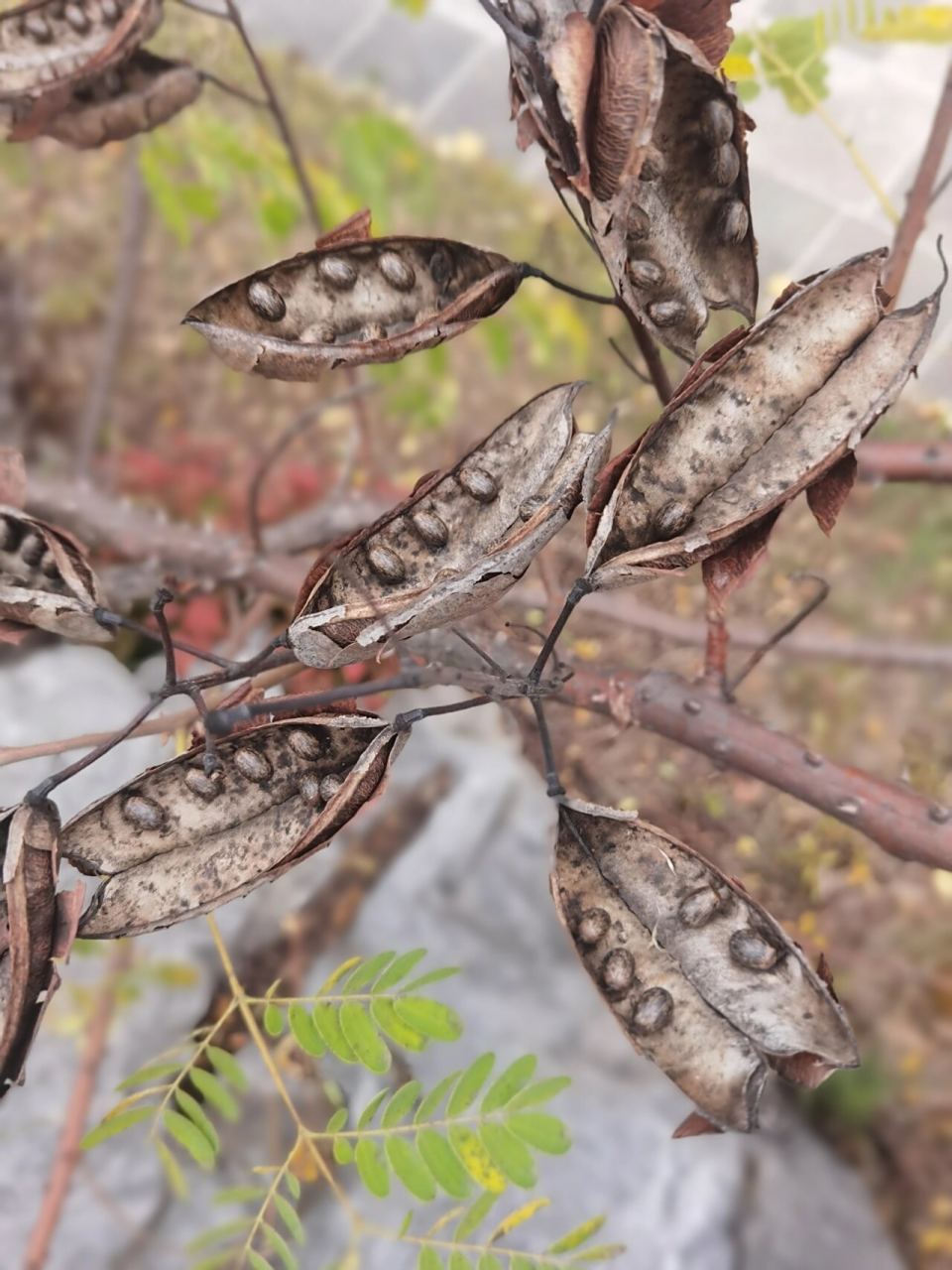 云实,颇有诗意的名字,为豆科云实属藤本植物,又