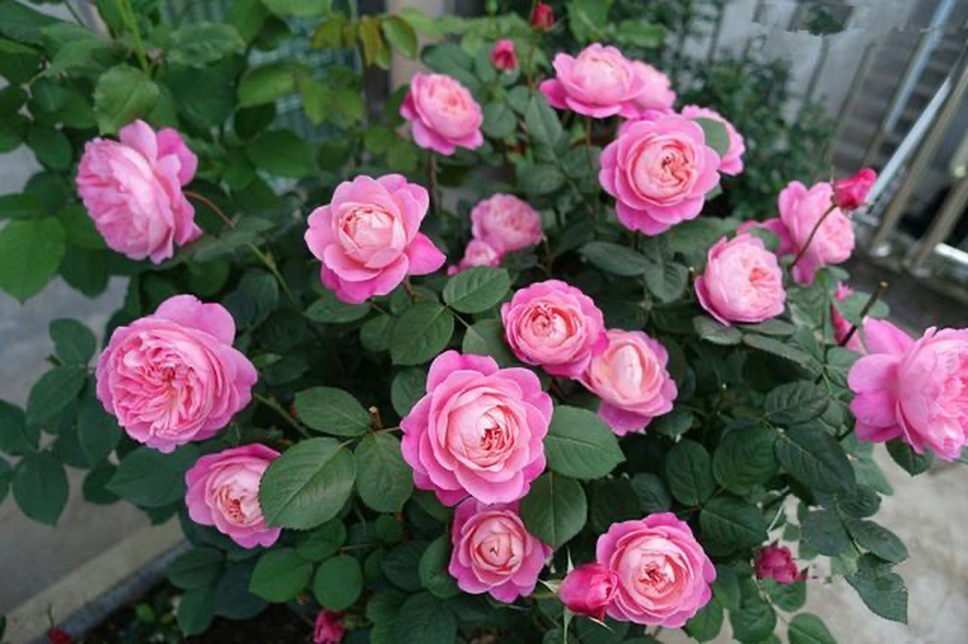 日本月季梦光环优缺点分析～ 梦光环dream light由日本月季育种家小川