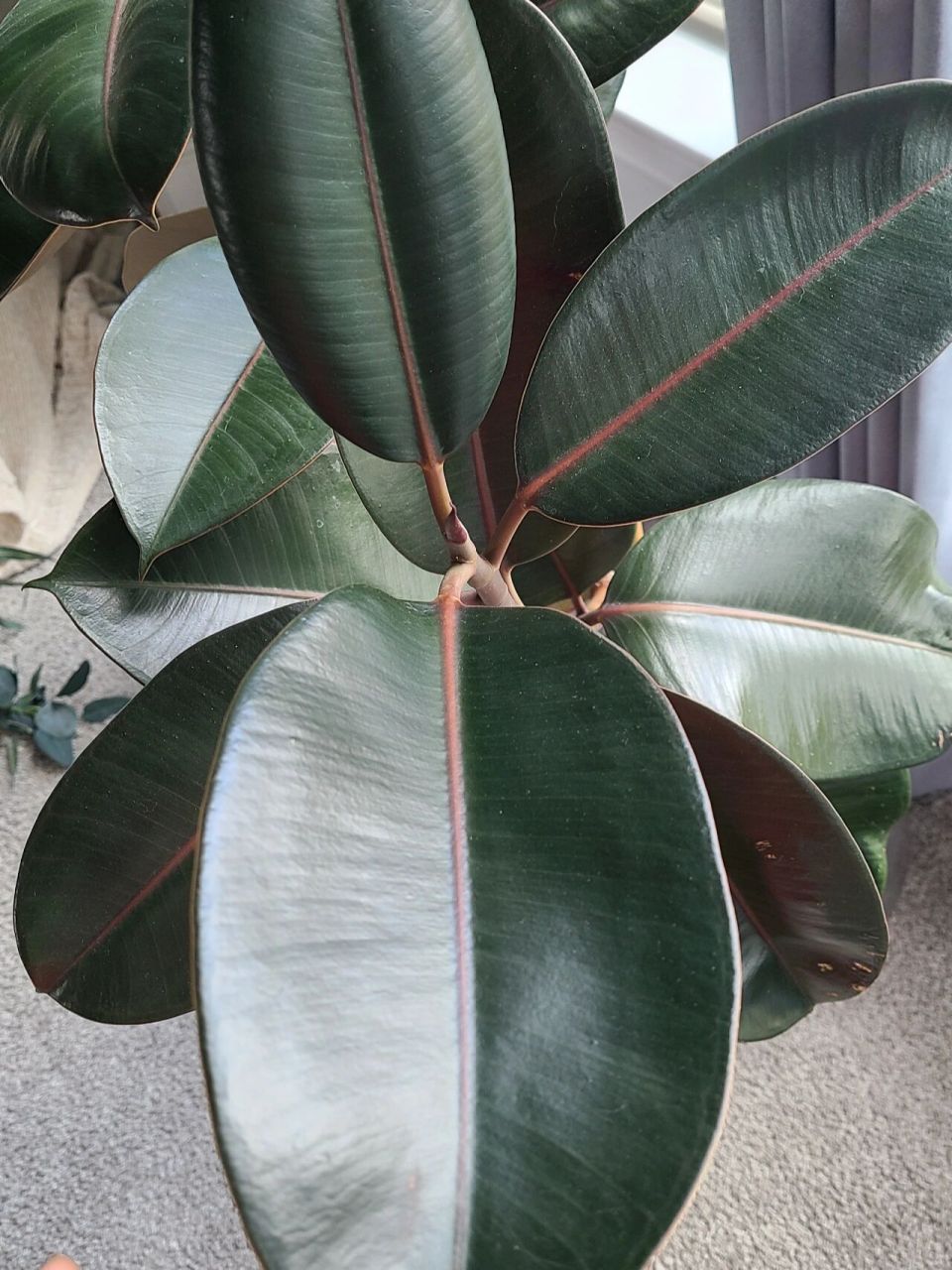 黑金刚橡皮树 打顶扦插养护 rubber plant 黑金刚日常养护: 	 77