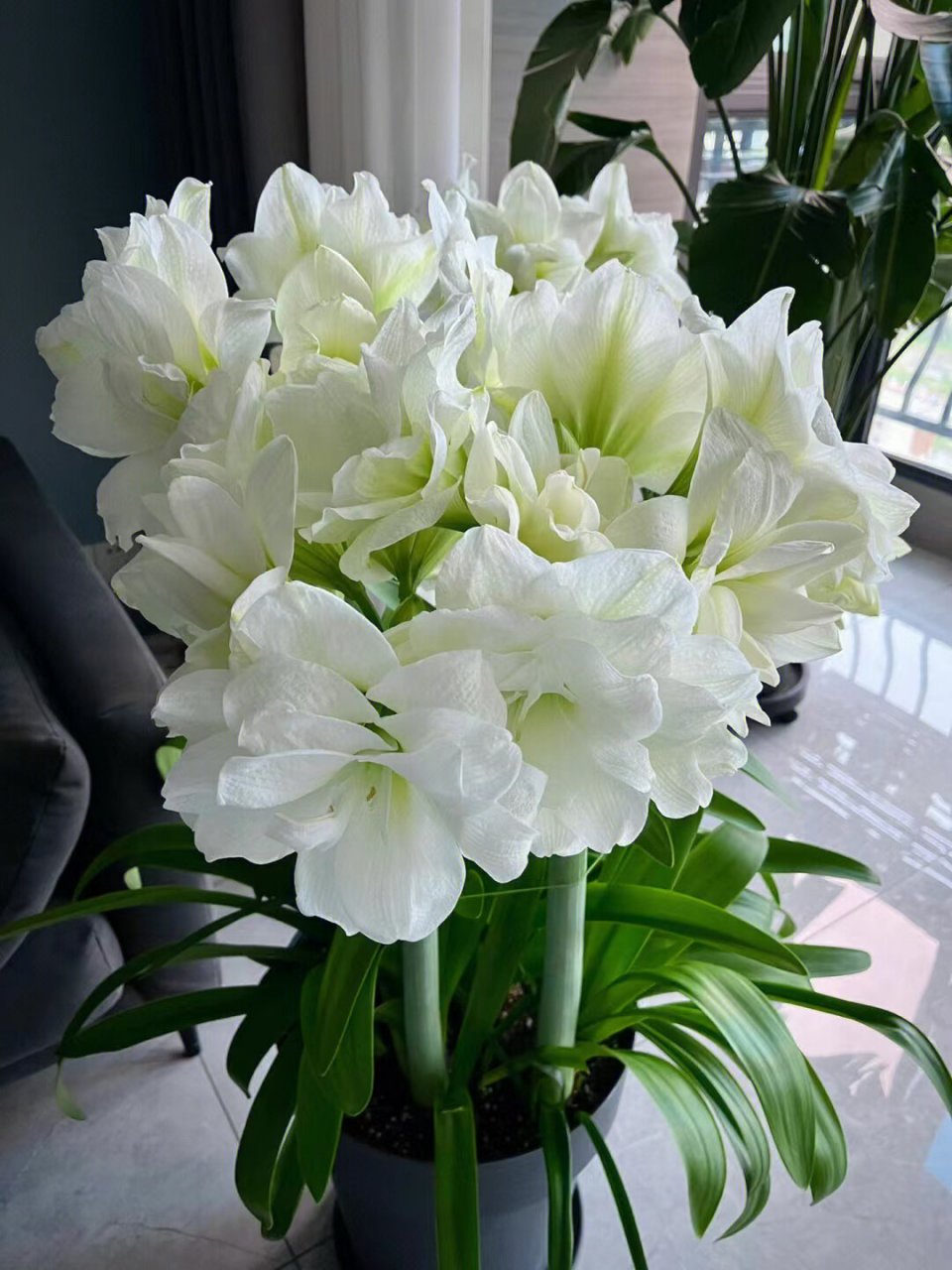 朱顶红|阿弗雷 花友分享的朱顶红|阿弗雷 阿弗雷花量真大 这样的大蒜