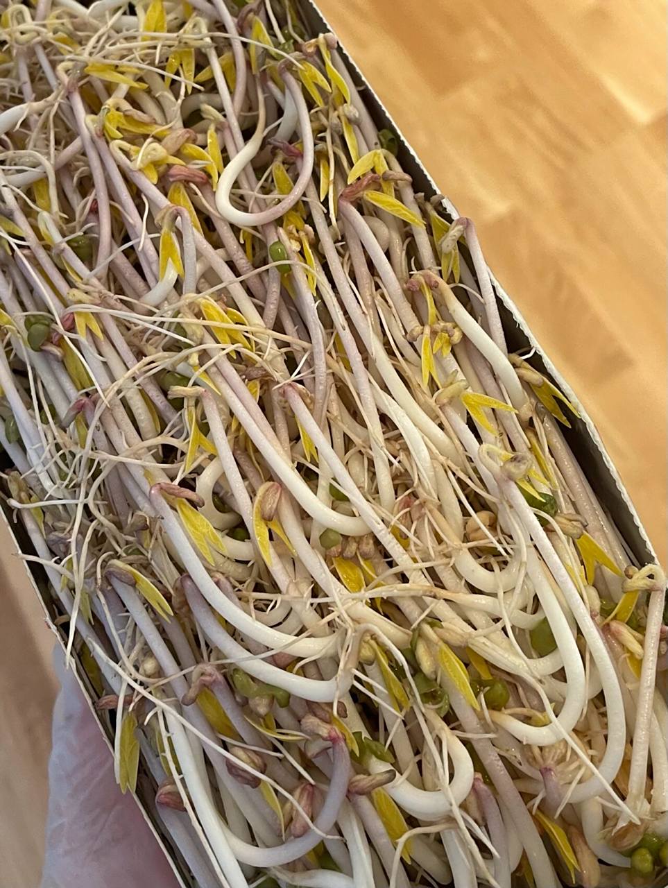 自己发的豆芽 根又细又长是为什么啊 感觉一半是正常豆芽 一半就又细