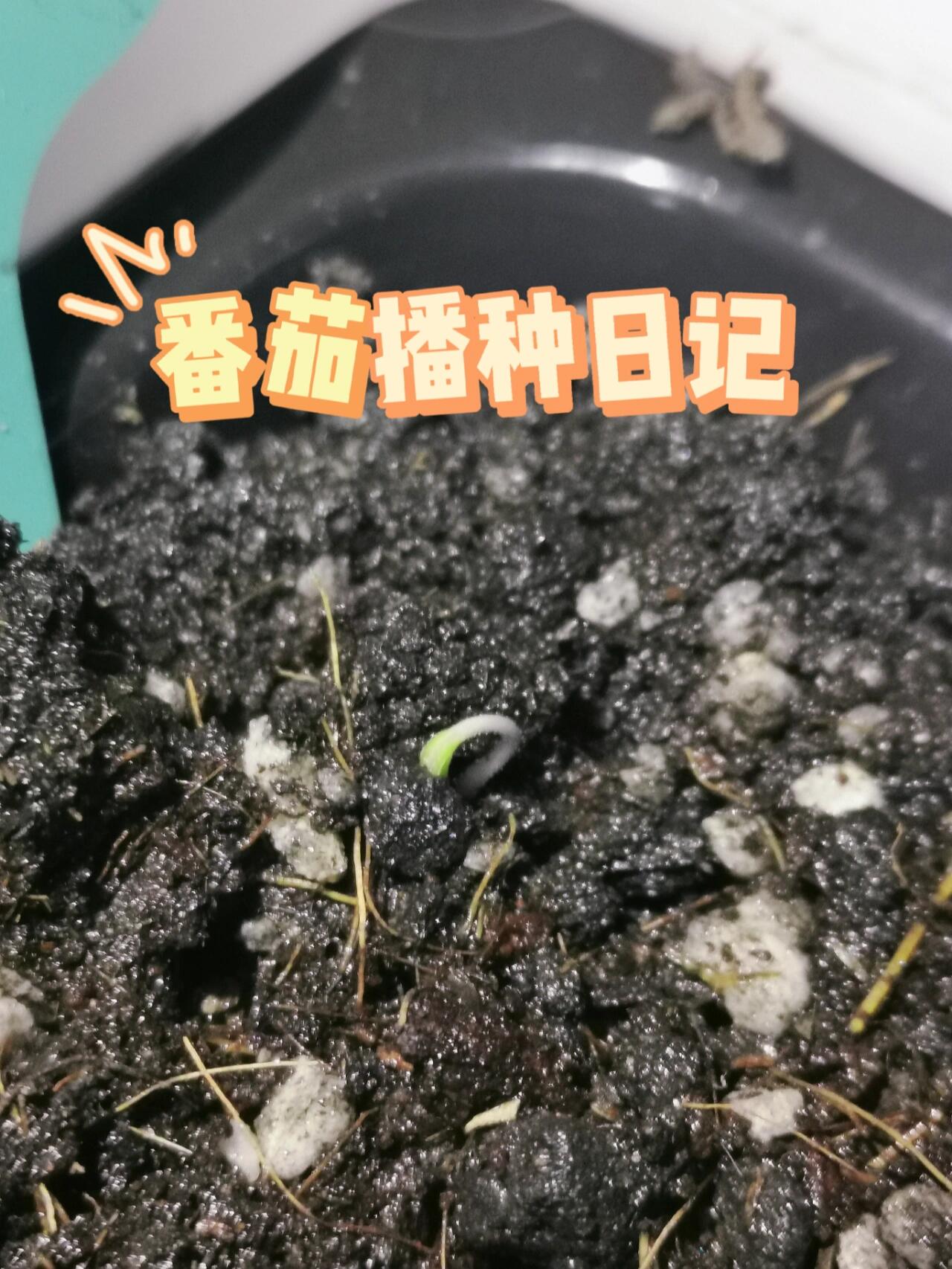 番茄播种第76615天——出芽