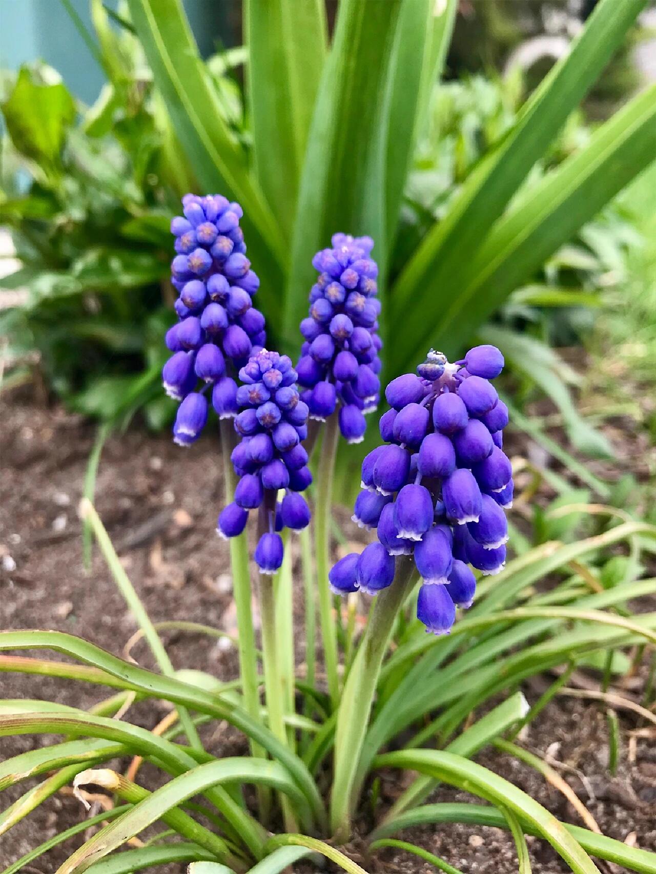 葡萄风信子花语:忧郁的爱,孤独