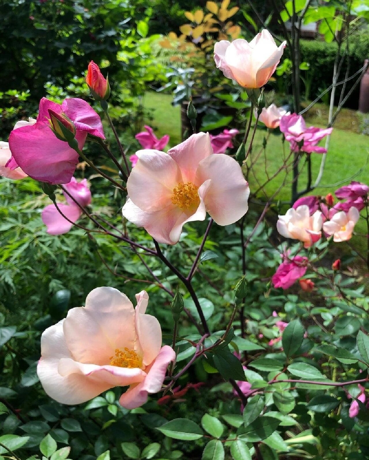 【月季】rosa mutabilis 蝴蝶月季