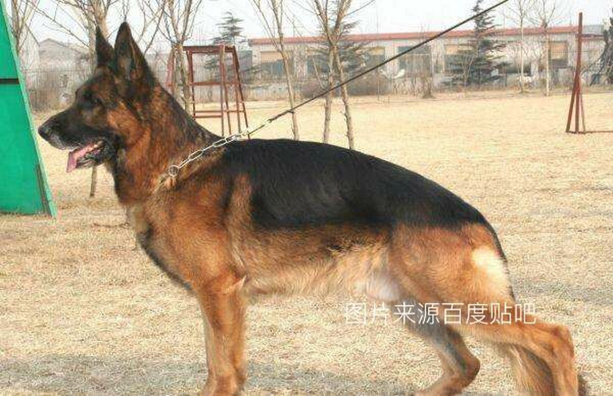 西德犬介绍图片