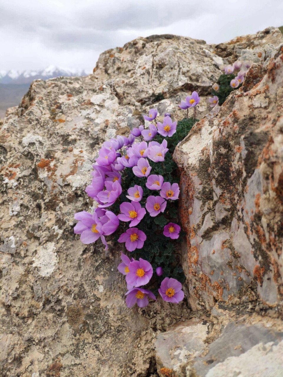 开在悬崖上的花,绝处逢生更娇艳