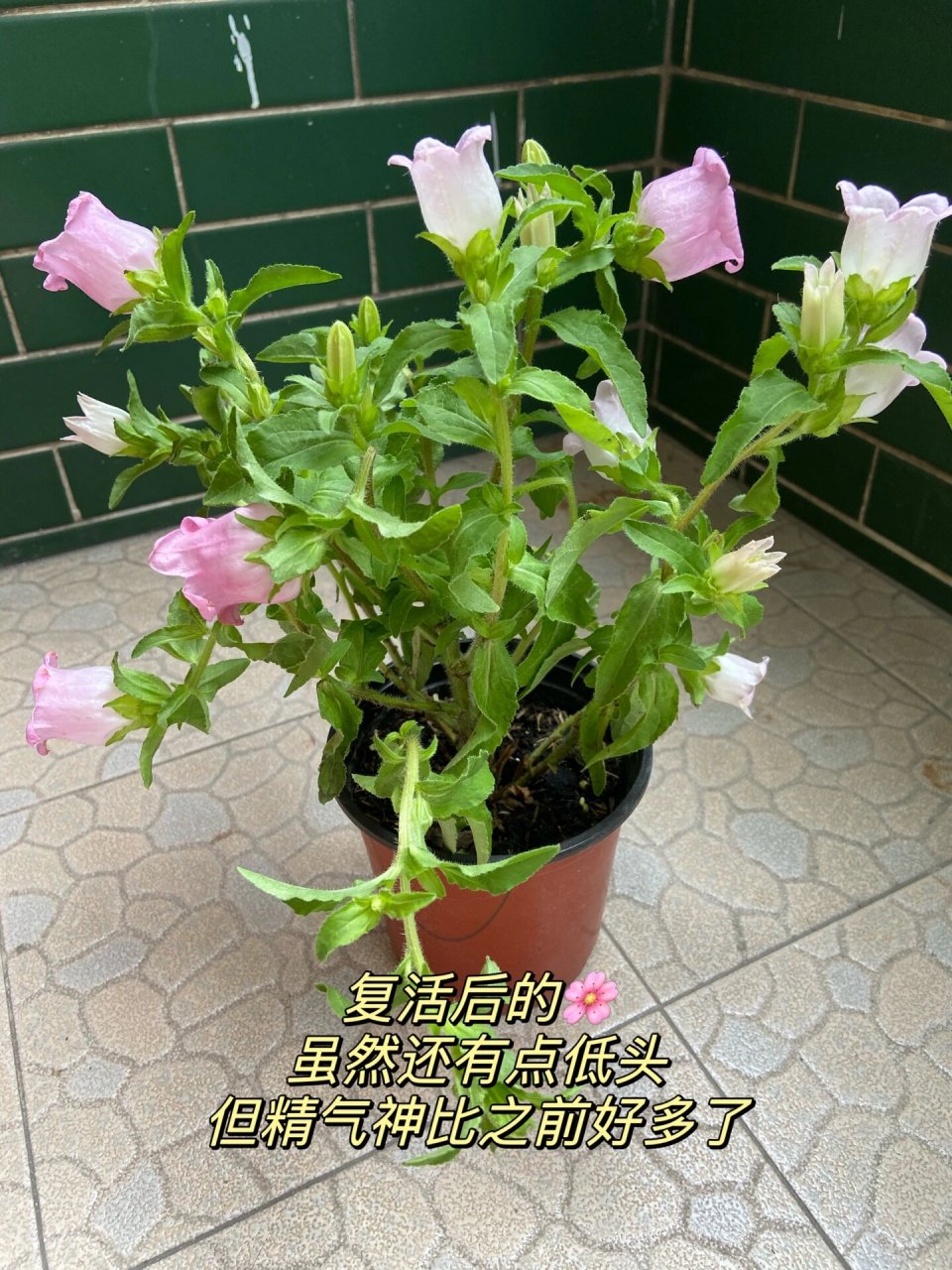 风铃花花苞枯萎图片