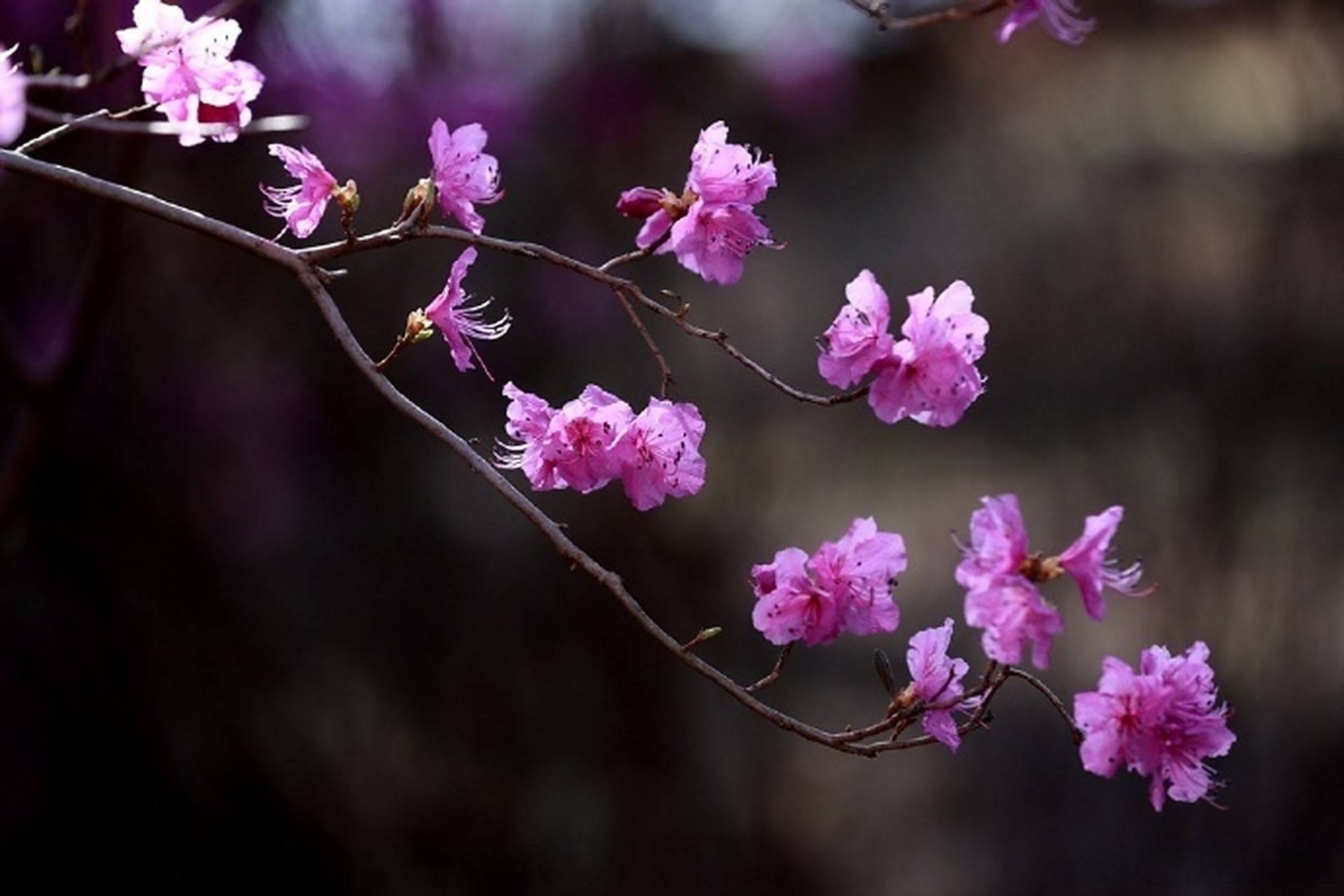 吉日五一游#【延吉公园金达莱花盛放】春日的延吉,到处透出新绿,桃花