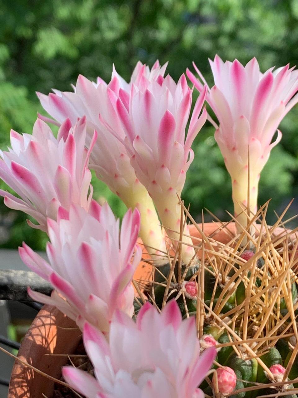 仙人球开花:翠晃冠