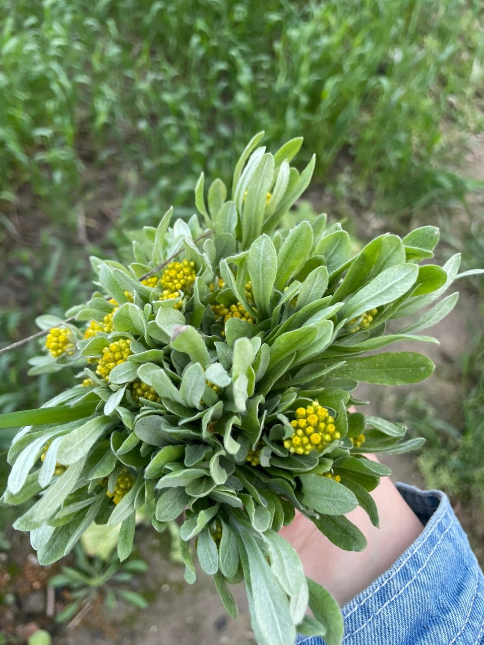 清明果# #鼠曲草