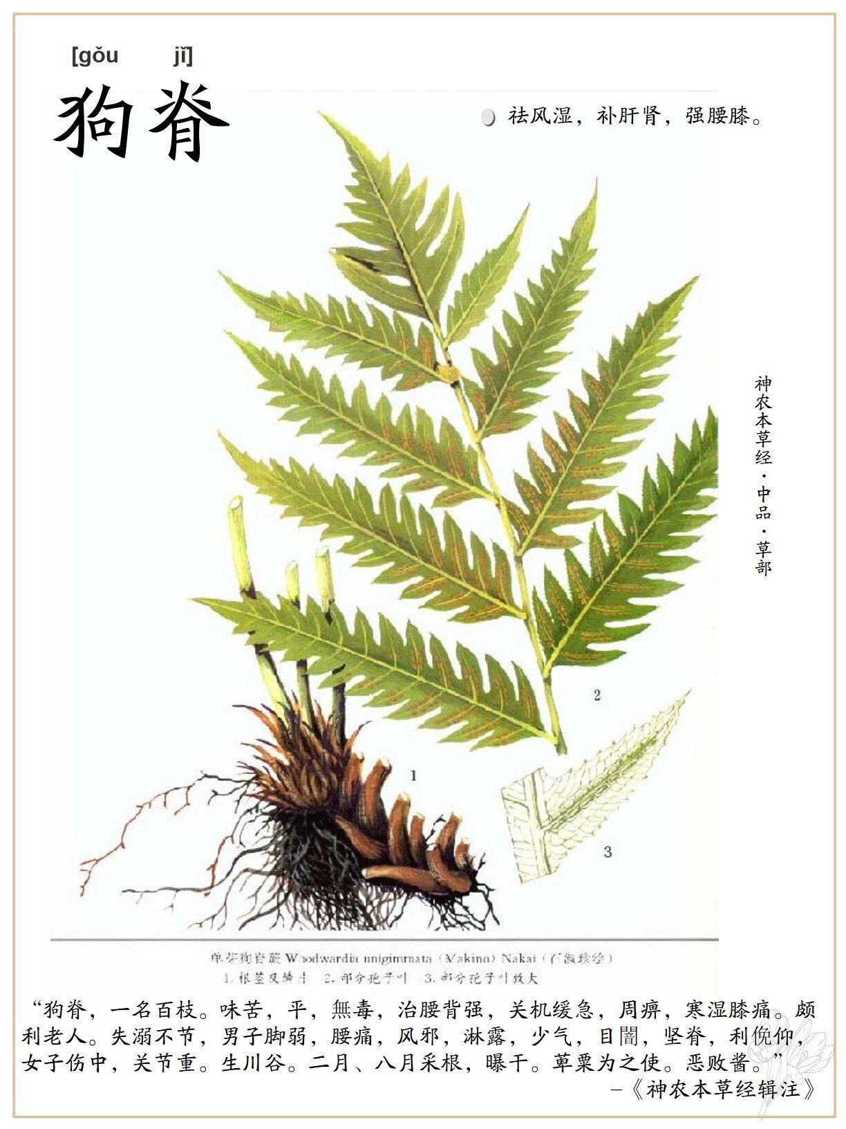 一五〇 狗脊 | 神农本草经·中品·草部