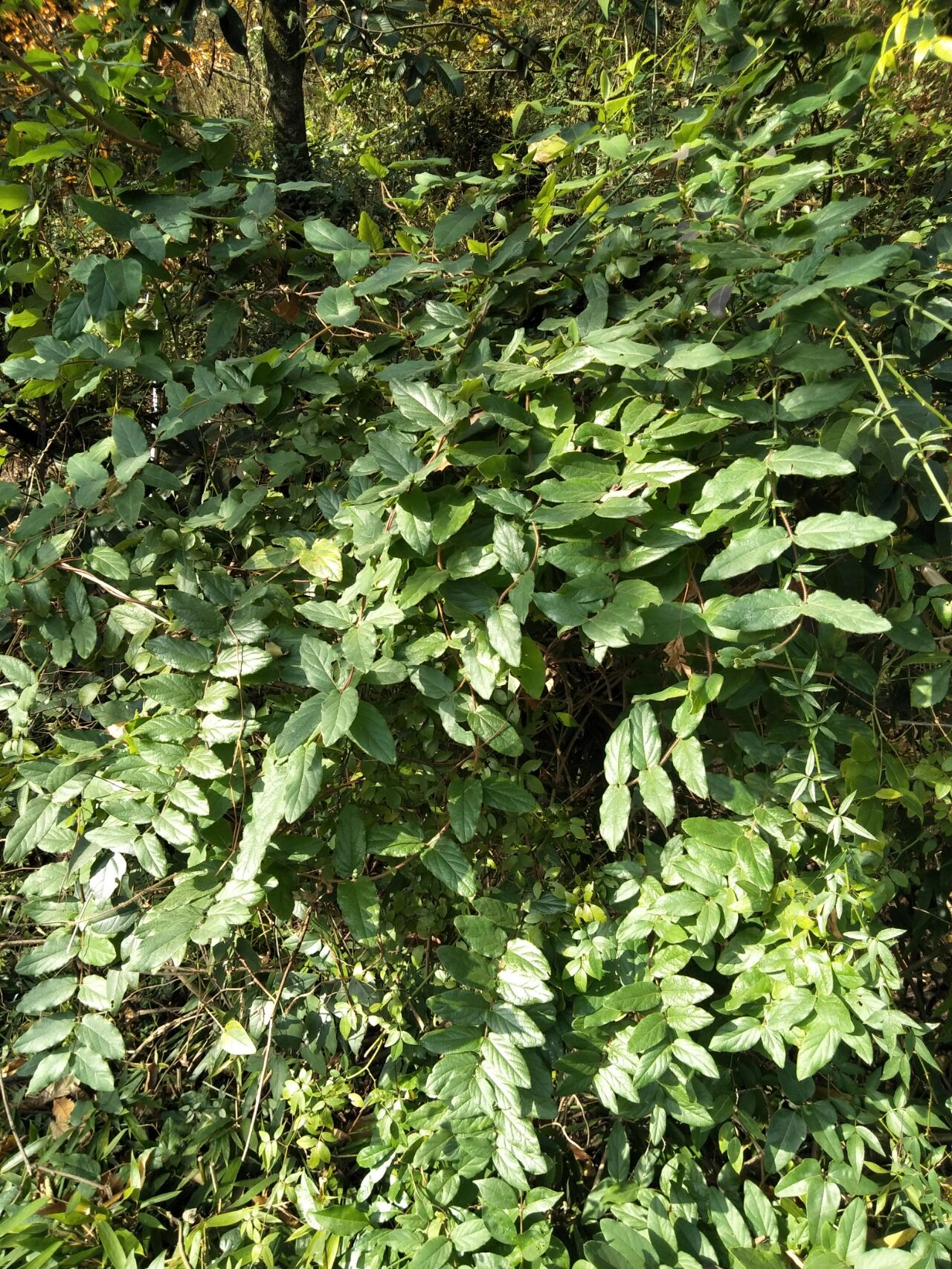 金银花藤 金银花藤则叫忍冬藤,你看在冬天它依然郁郁葱葱.