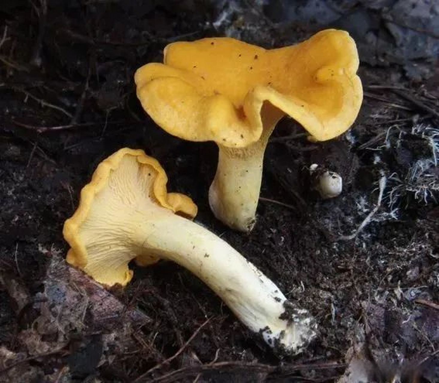 鸡油菌含有丰富的胡萝卜素,维生素c ,蛋白质,钙,磷,铁等营养成分,在