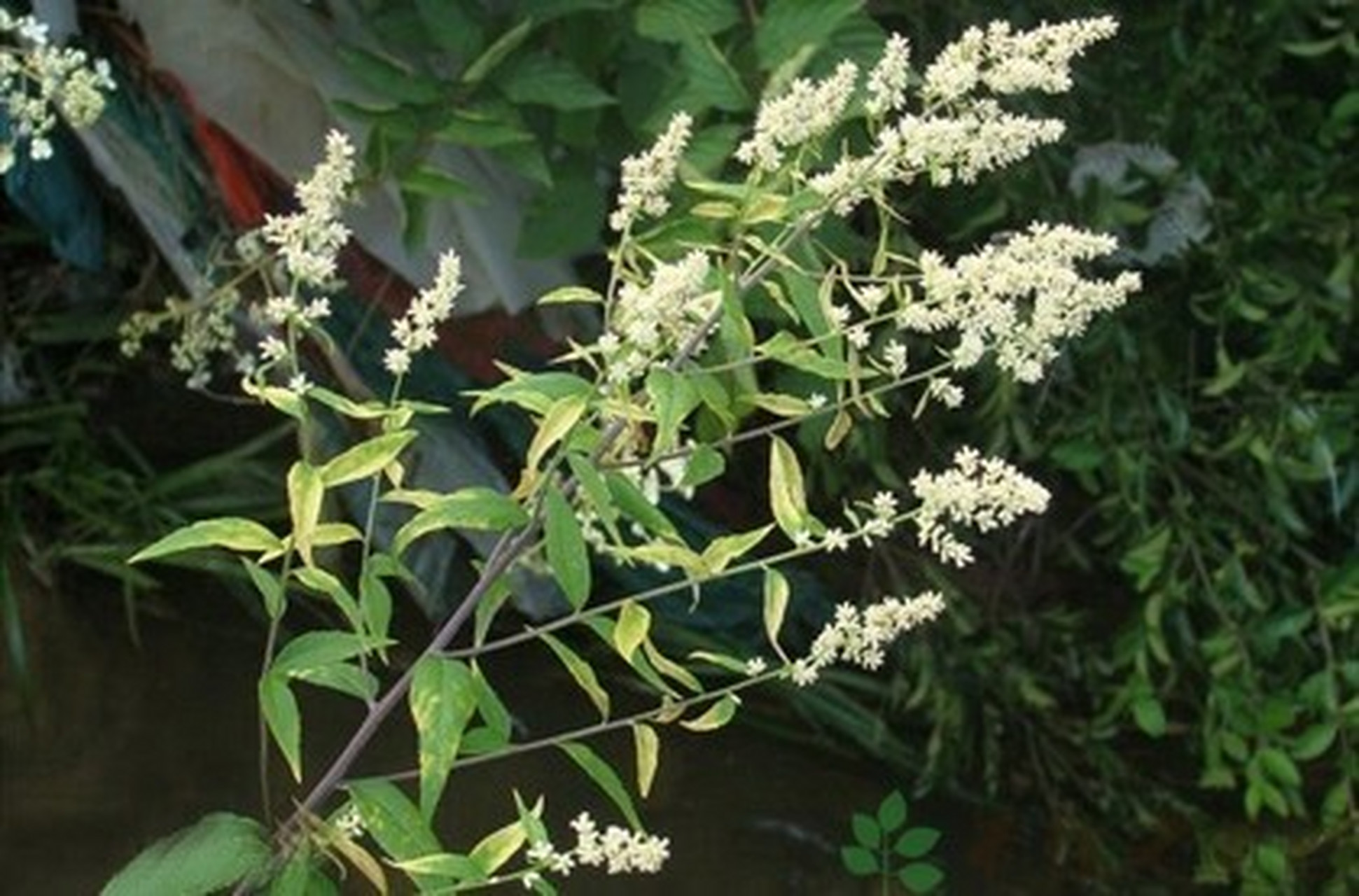 中药小故事【34】-刘寄奴 刘寄奴本来是宋武帝刘裕的小名,为什么又成