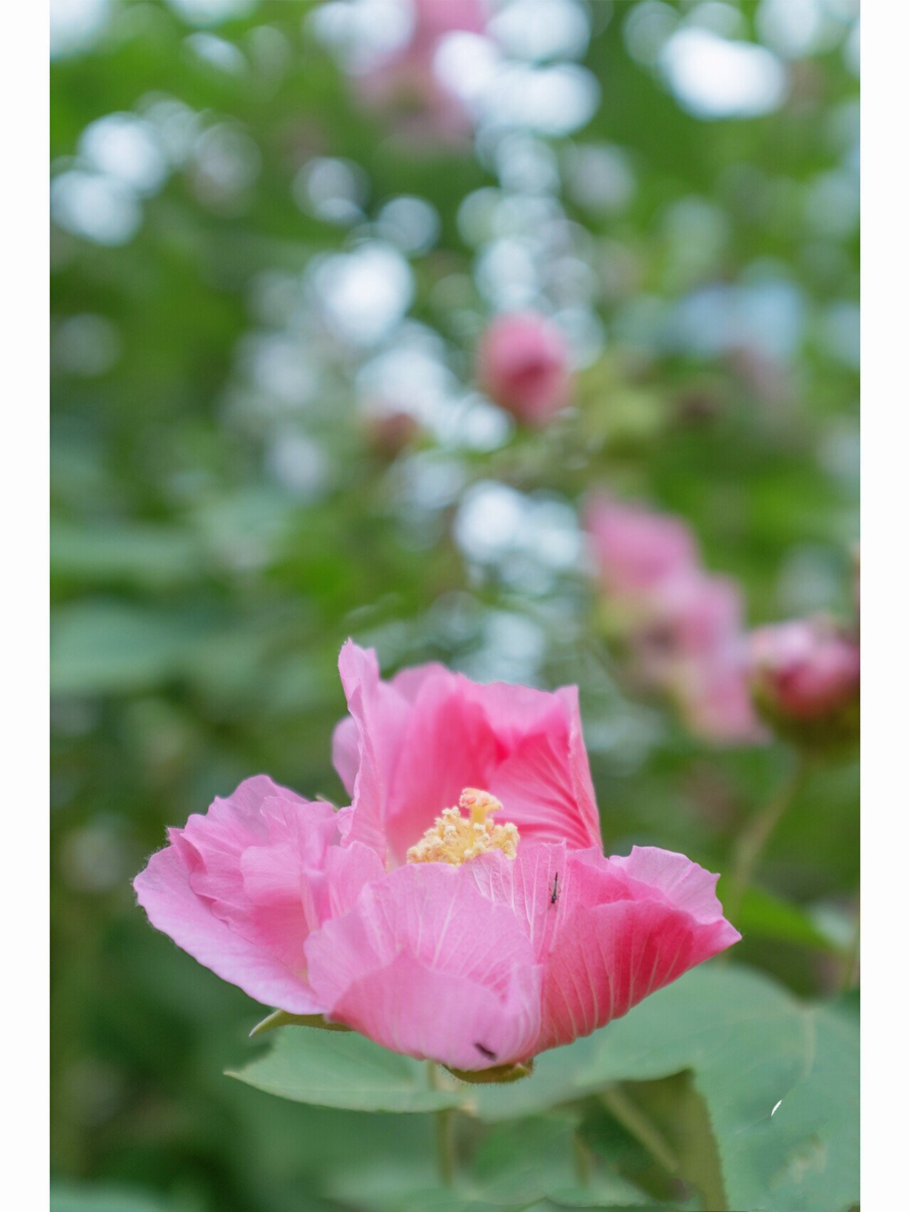 木芙蓉 中文名:木芙蓉 别名