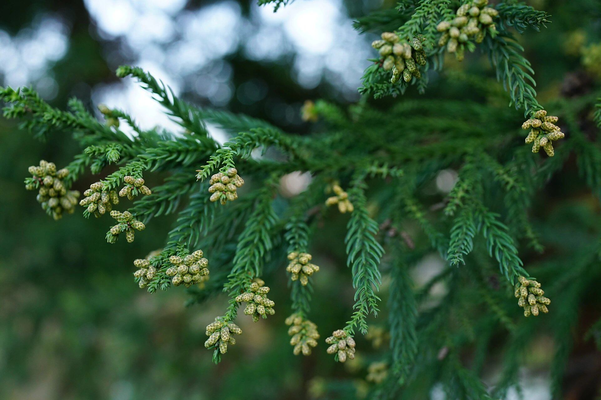 柳杉|长叶孔雀松 柳杉,又名长叶孔雀松,柏科柳杉属高大常绿乔木.