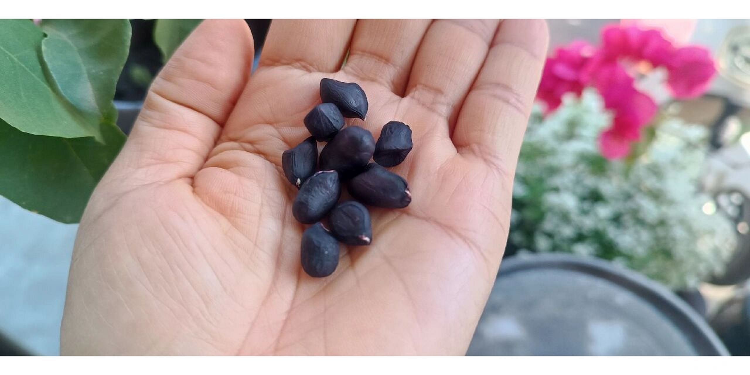黑花生,又称富硒黑花生,黑花生,是杂交品种.