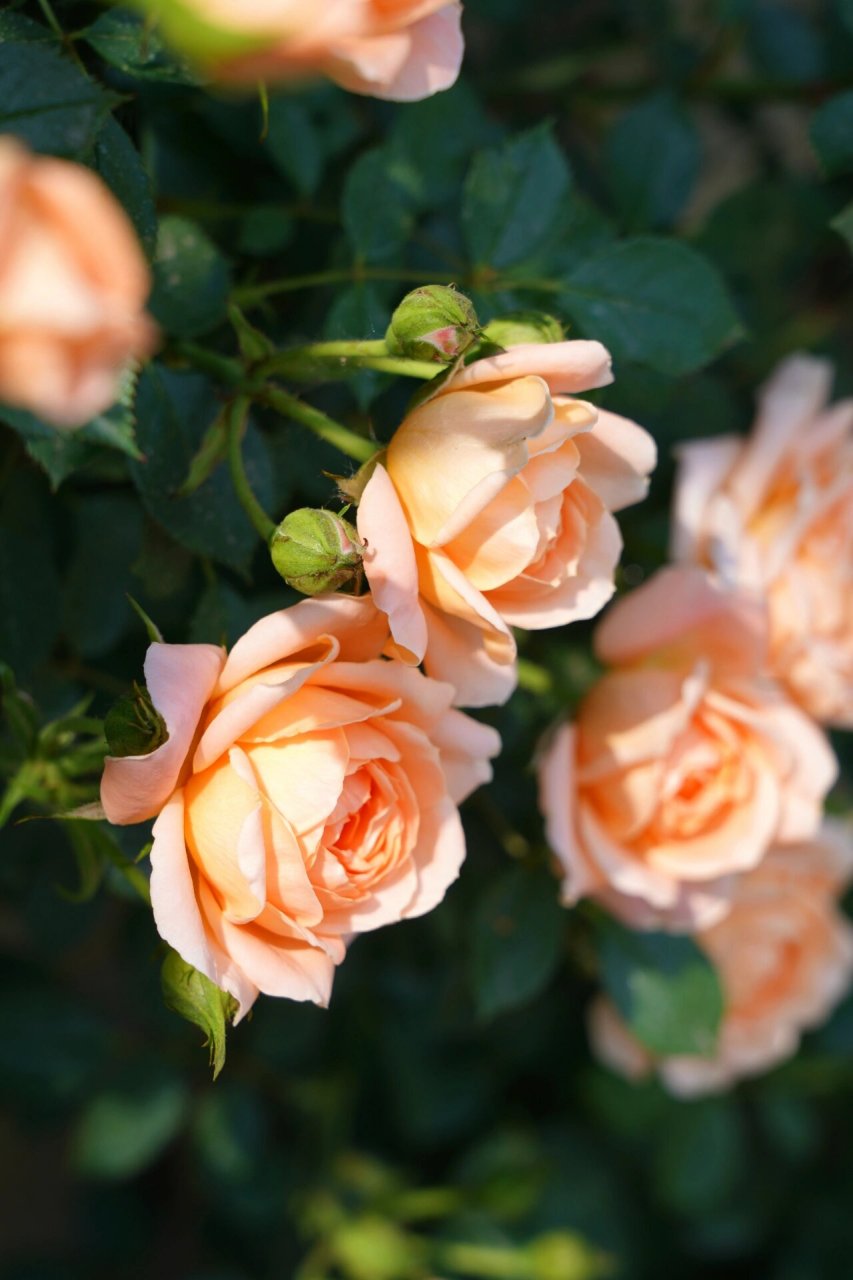 差不多, 暂且当做"蔷薇花"去拍照吧～ 香槟色月季花在合肥算是比较稀