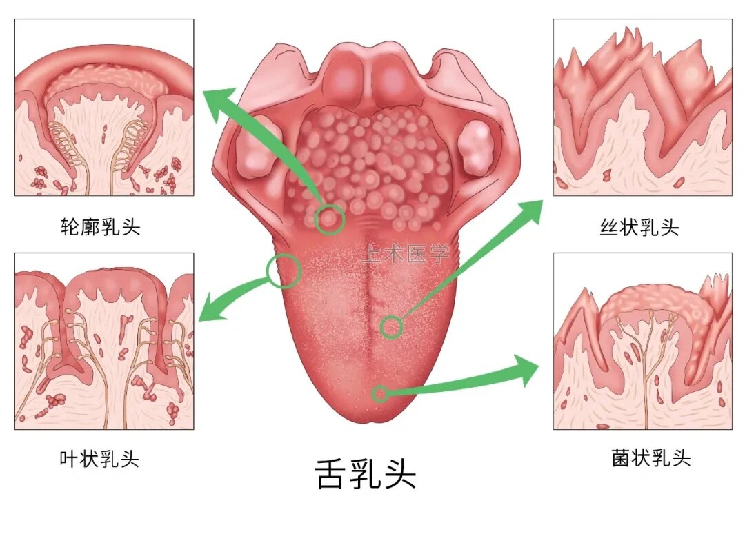 丝状乳头:数目98最多,遍布于舌背,舌尖部最多.