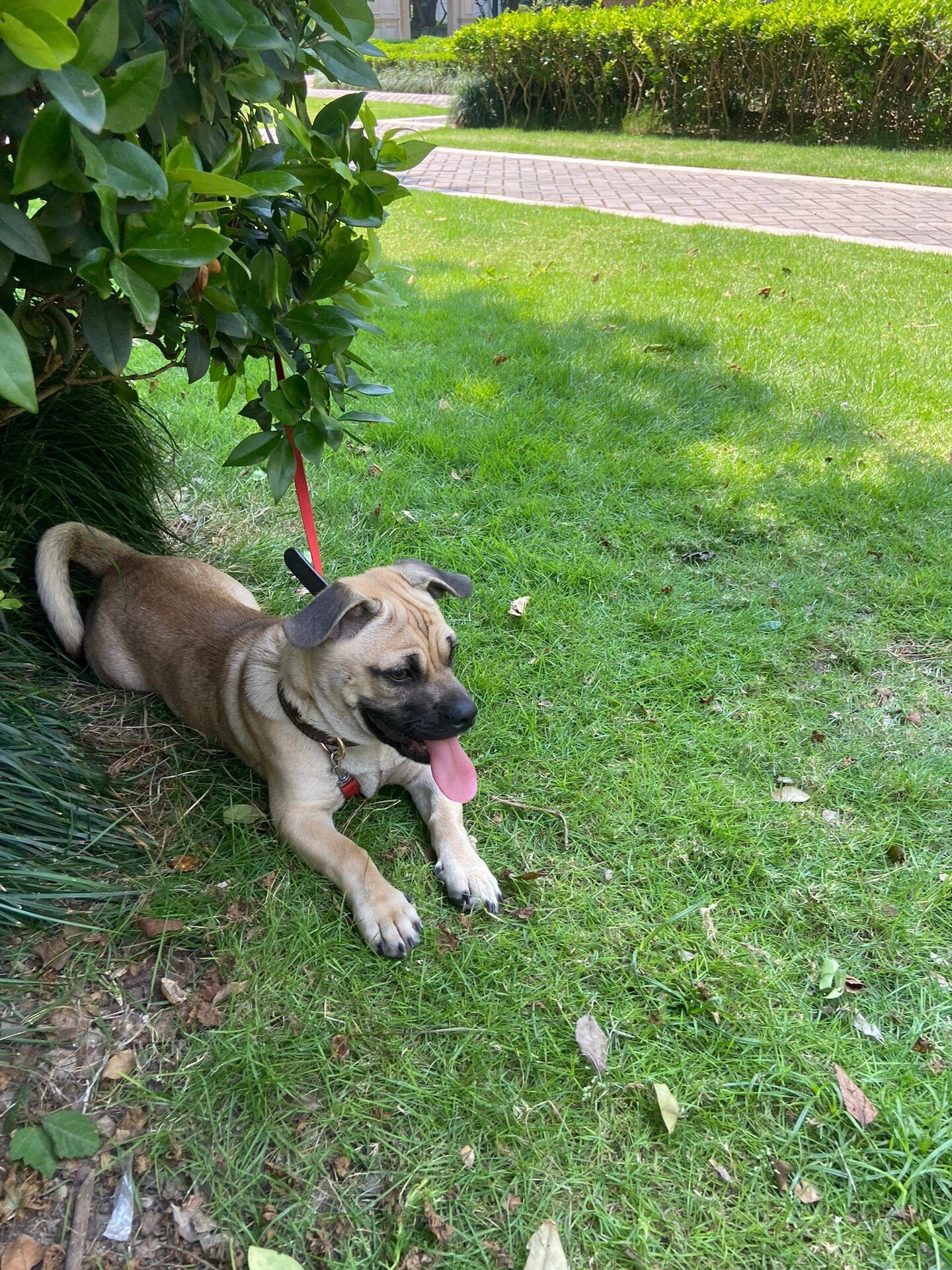 类似巴哥犬的狗狗图片