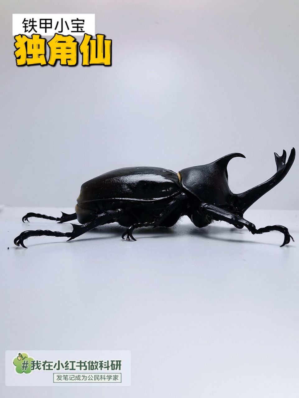 最帅气的宠物甲虫其实武汉就有 73独角仙,双叉犀金龟,甲虫大明星,每