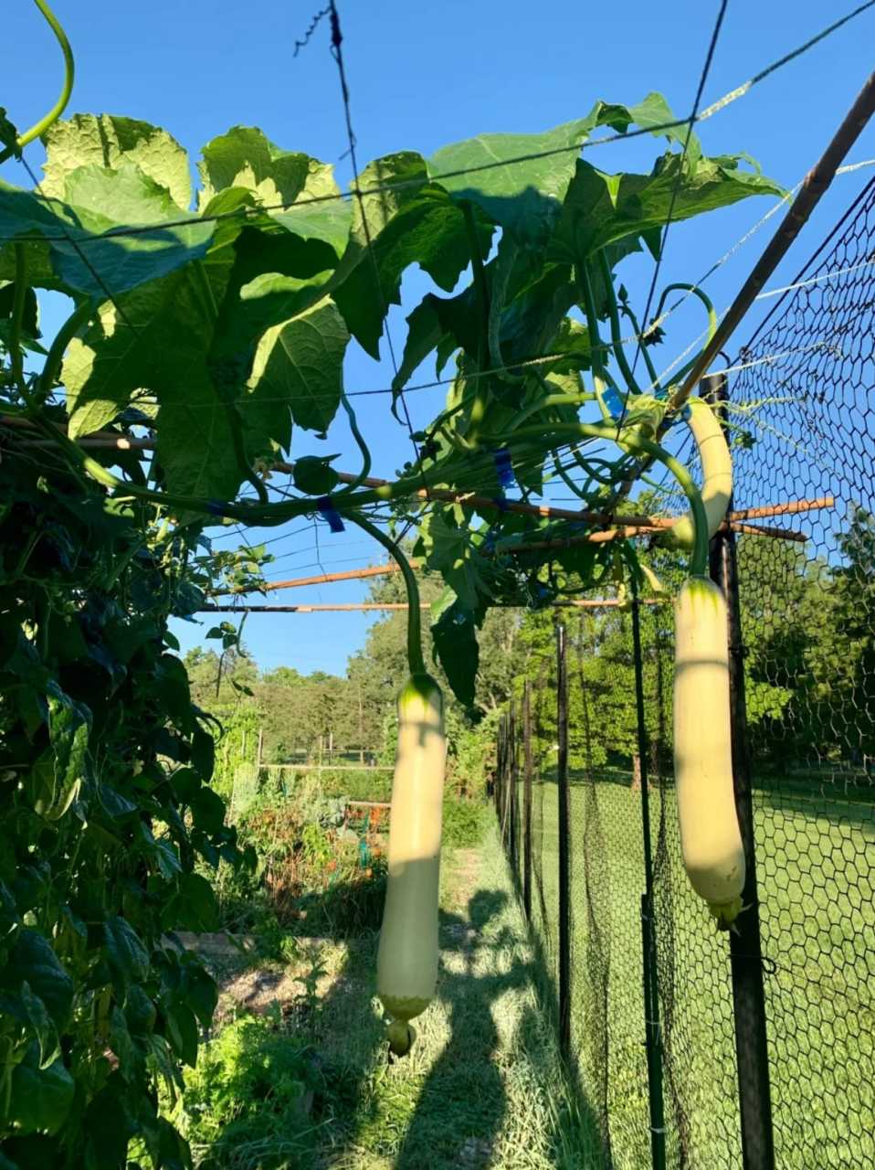 瓜藤攀架图 98我最喜欢看瓜架上吊满瓜的模样