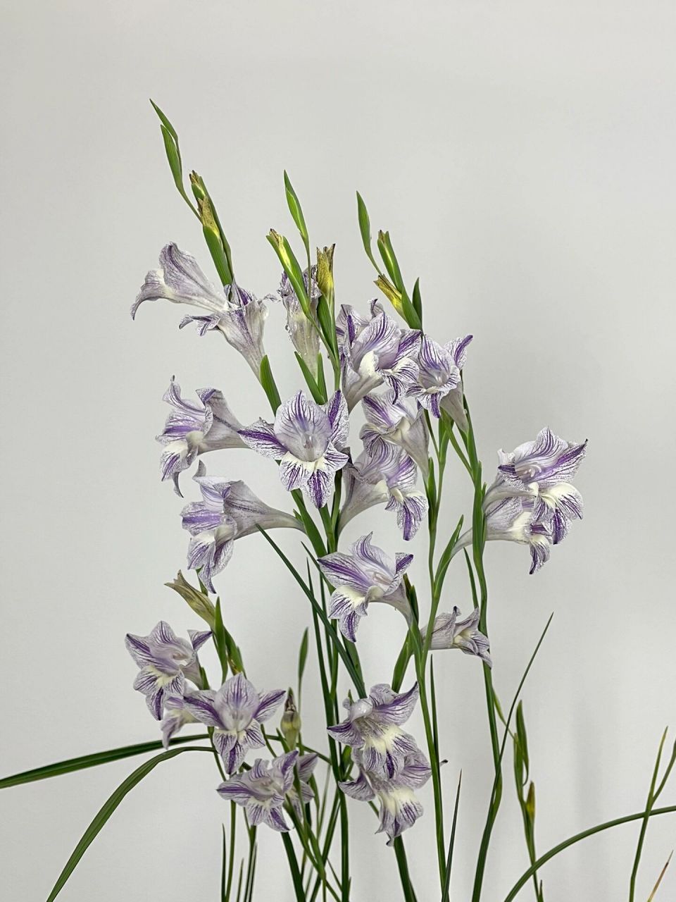 原生剑兰 carinatus 香味和浓郁很好闻 株型也是挺狂野的