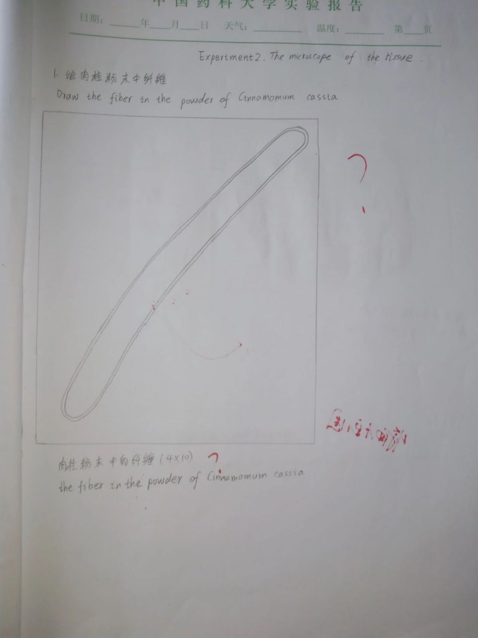 药用植物学实验 药用植物学实验  螺纹导管 梯纹导管 网纹导管 具缘纹