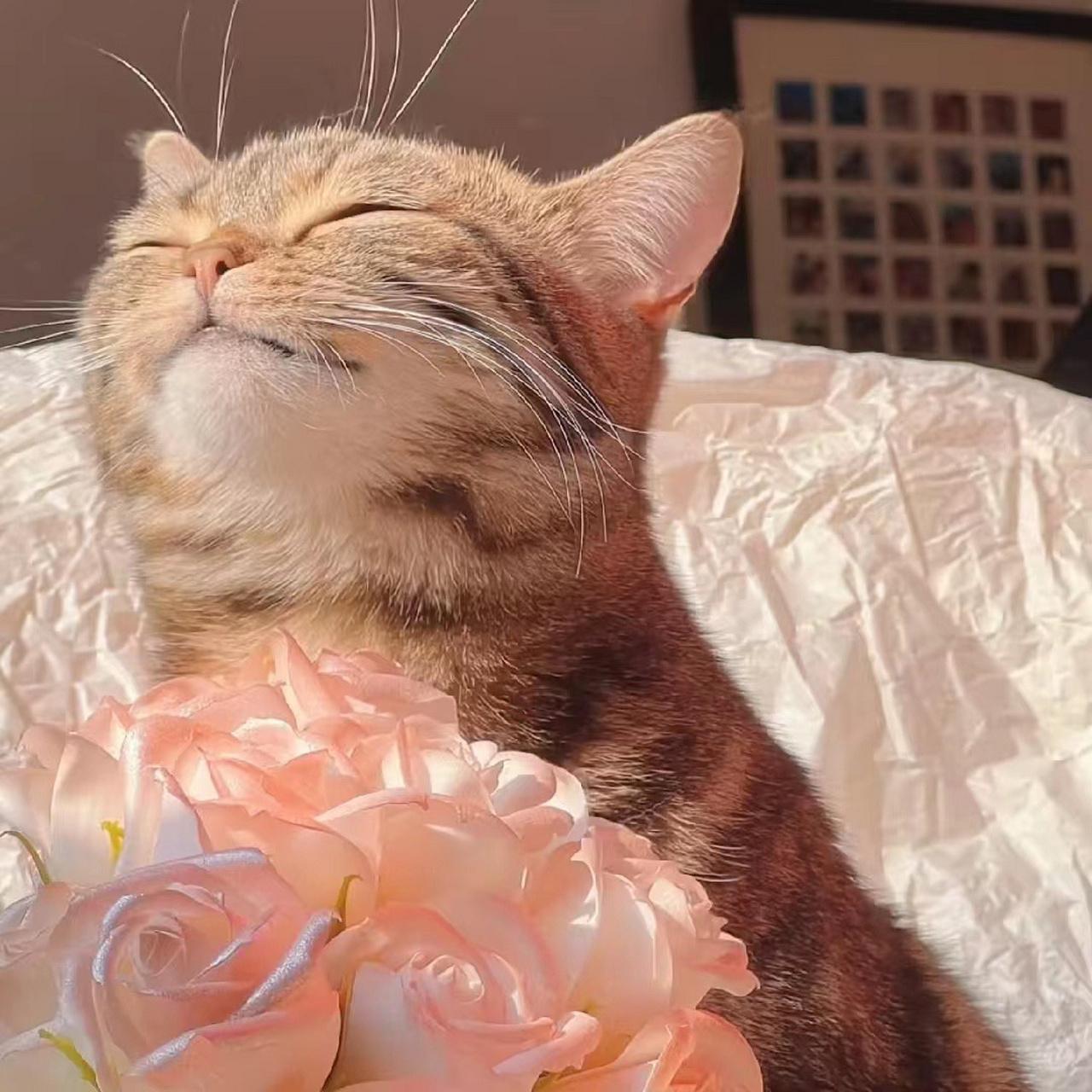 猫猫头像分享 圣火喵喵    原图:发财是只喵