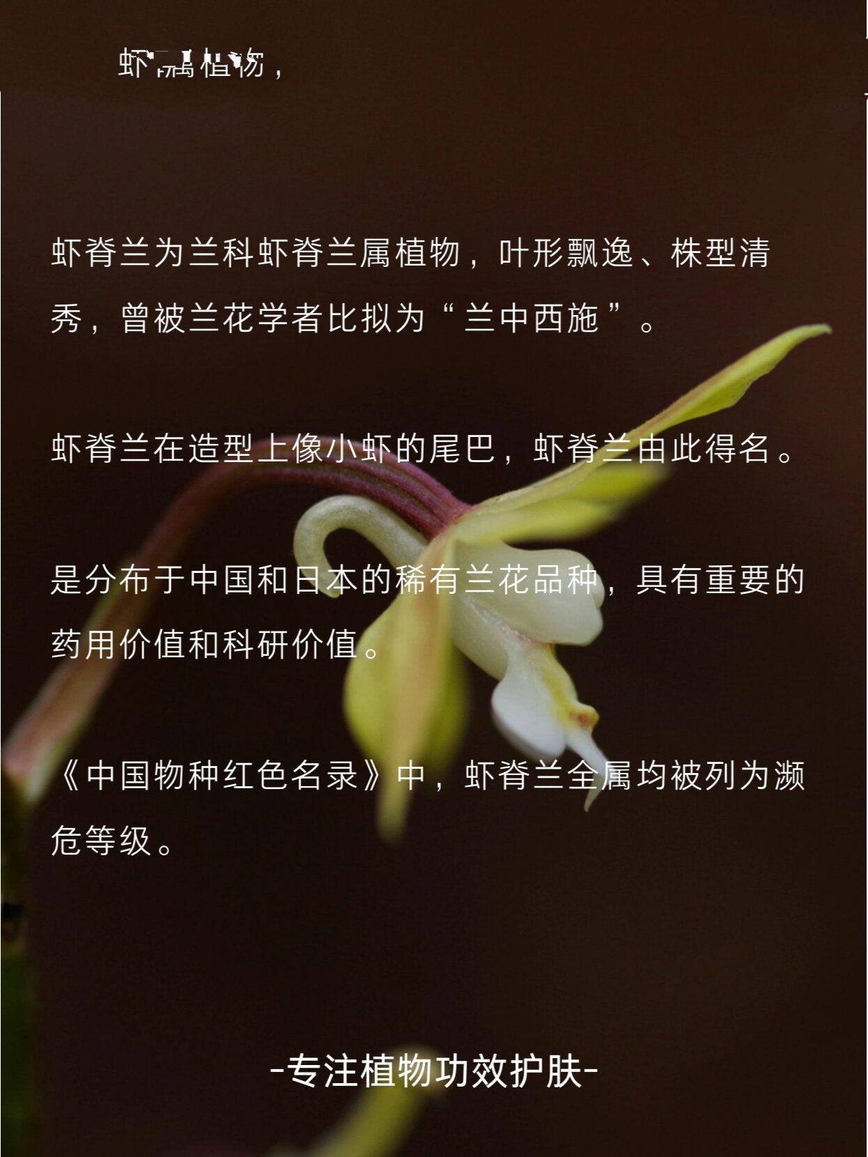 兰花西施介绍图片