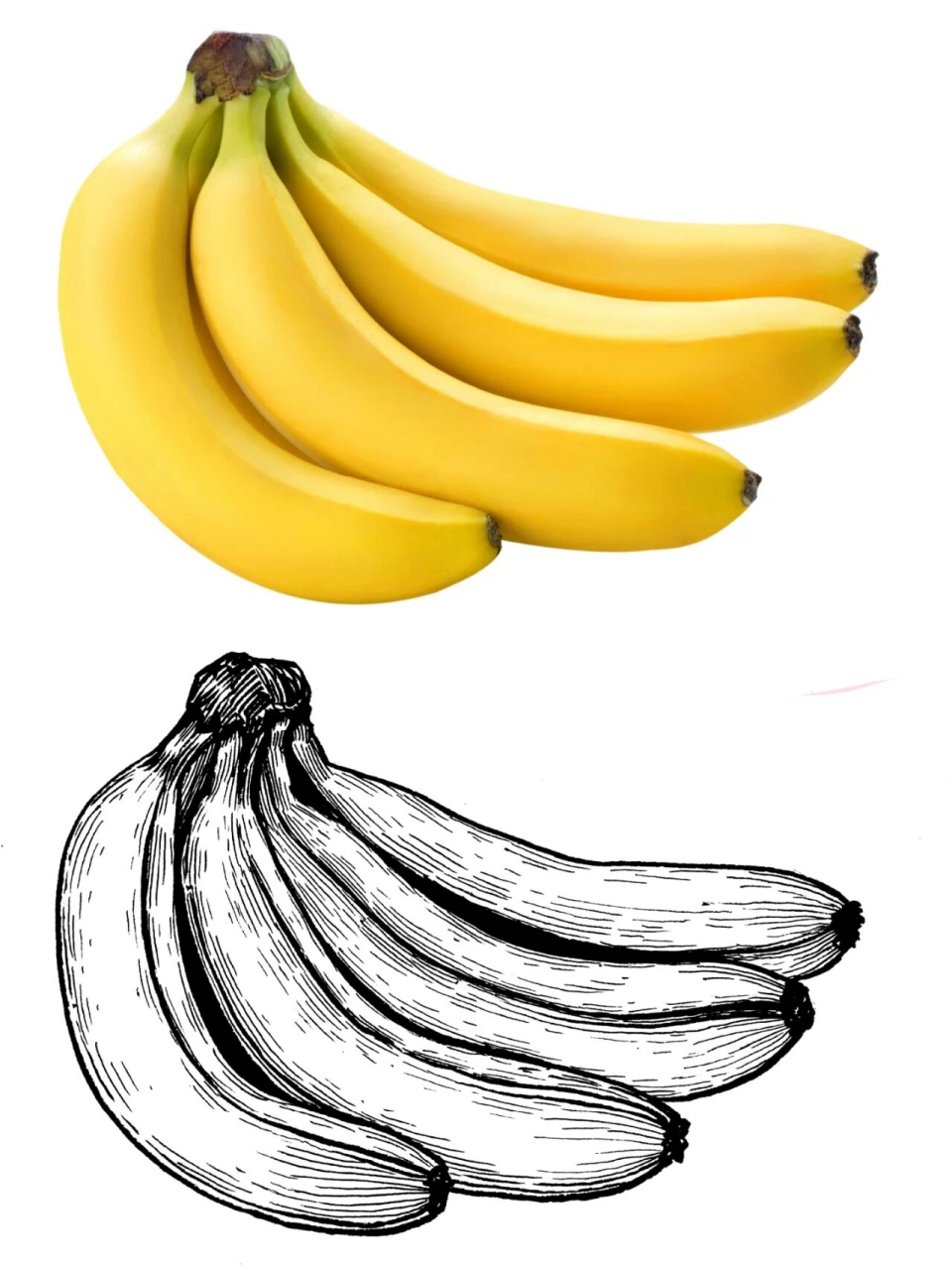 香蕉写生