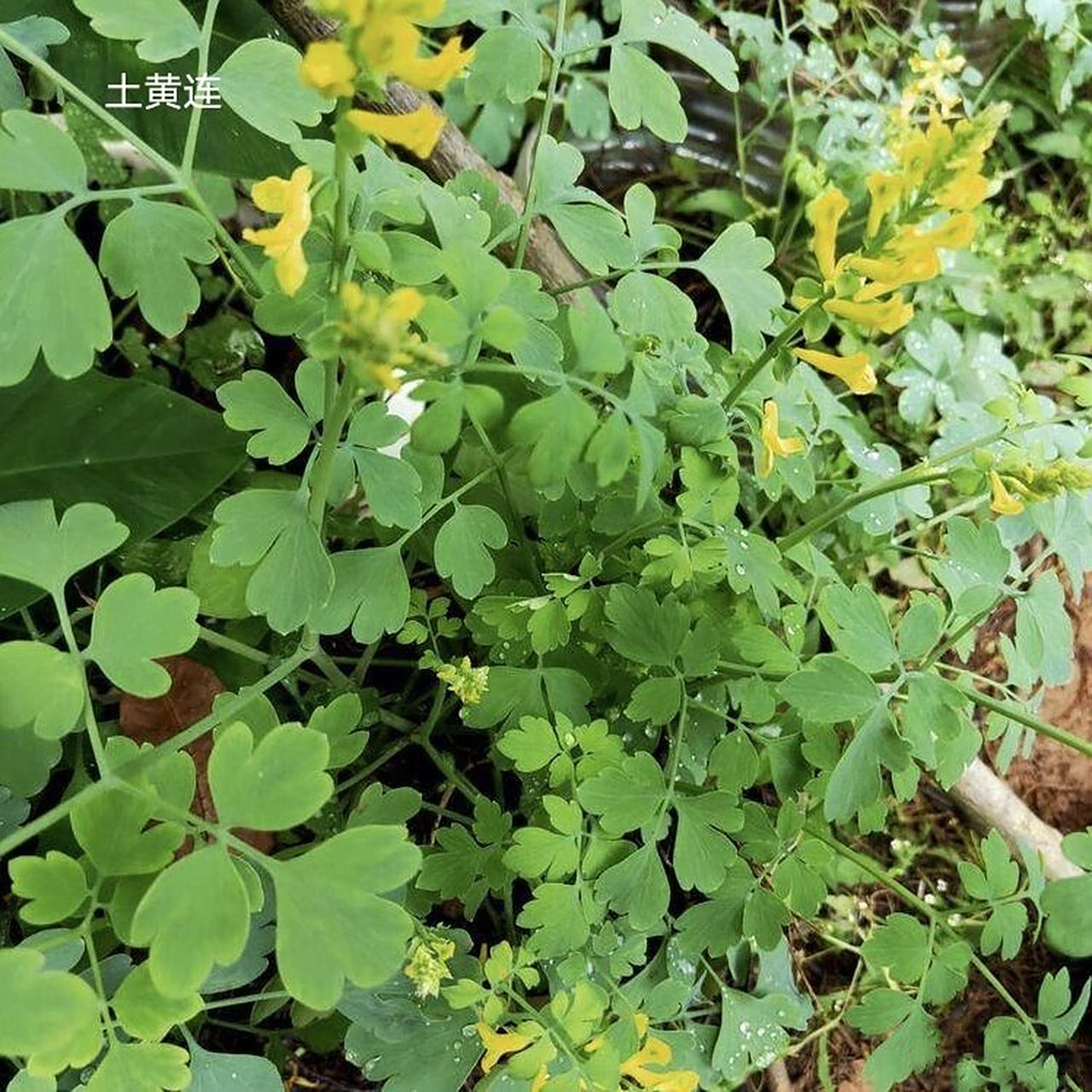 入药部位:毛茛科植物黄连,三角叶黄连或云连的干燥根茎
