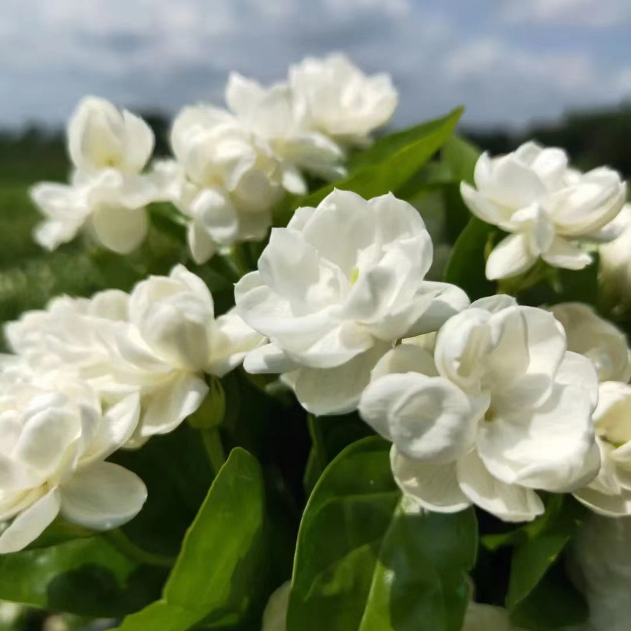 每日识花28|茉莉花 7815茉莉花7815 7815茉莉花,是江苏省