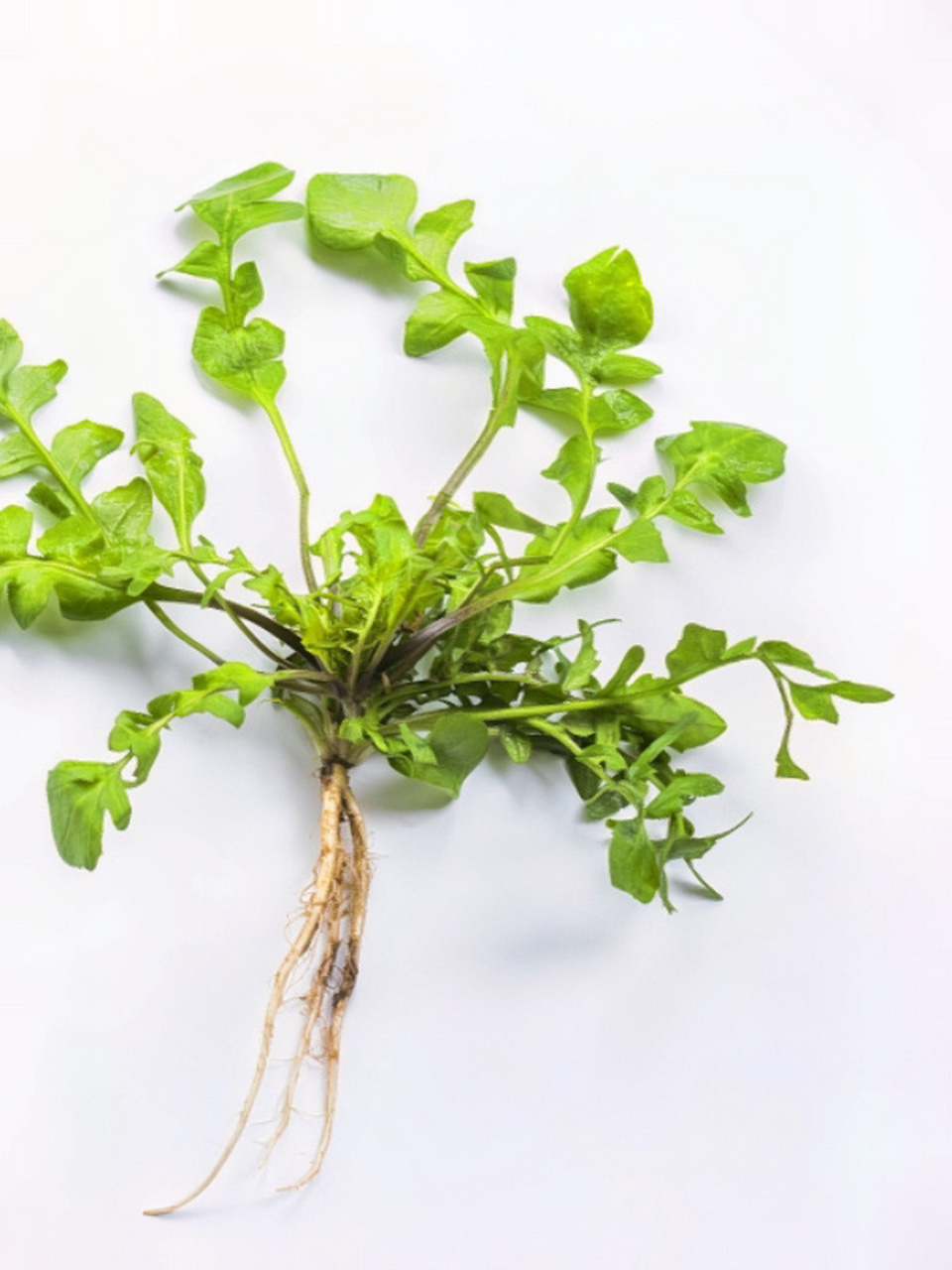 春日野草图谱-荠菜 春日草地上最常见的野草之一 百姓餐桌上初春一道