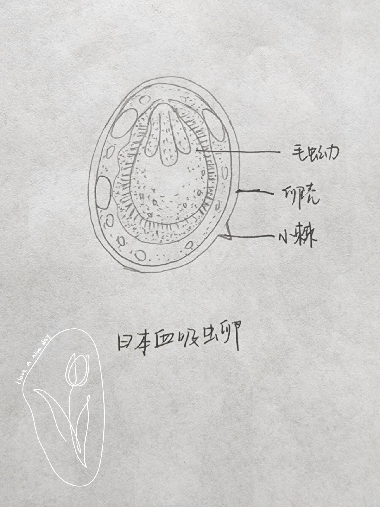 日本血吸虫成虫手绘图图片